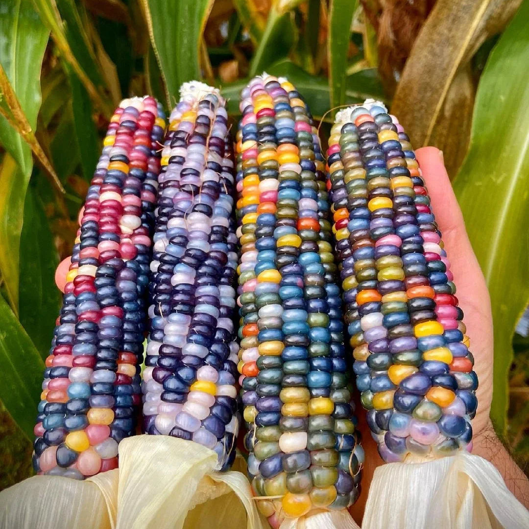 Decorative Corn Gem corn  Seeds