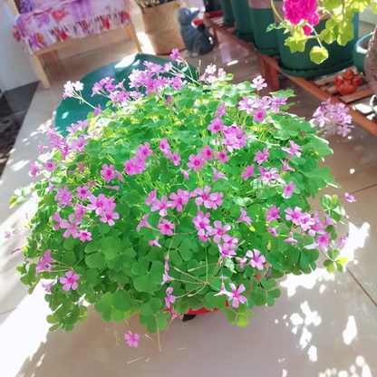 Oxalis Triangularis Green Shamrock Good Luck Plant Bulbs