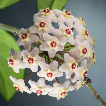 🌟Ball Orchid - Falling Stars From The Sky