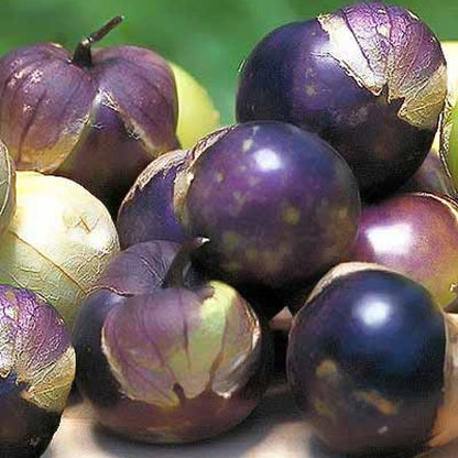 Purple Tomatillo Seeds - Non GMO