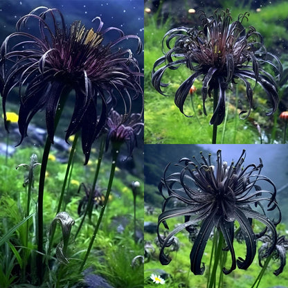Higanbana Spider Lily Equinox Flower Bulbs