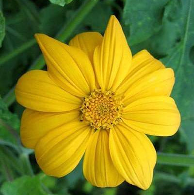 Mexican Sunflower Seeds - Yellow (Tithonia Speciosa Yellow Torch)  Seeds.