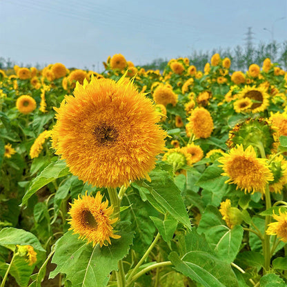 Sunflower Seeds, Teddy Bear