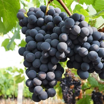 Midknight Beauty Grapes Seeds - Giant Rose (Rose scented)- 98% Germination🔥