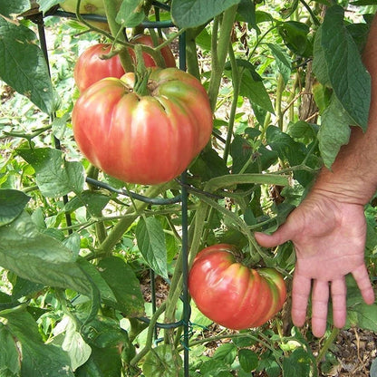Giant Delicious Tomato / Up to 2kg (20 Seeds a Pack)