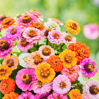 🌺Double Dwarf Zinnia Seeds