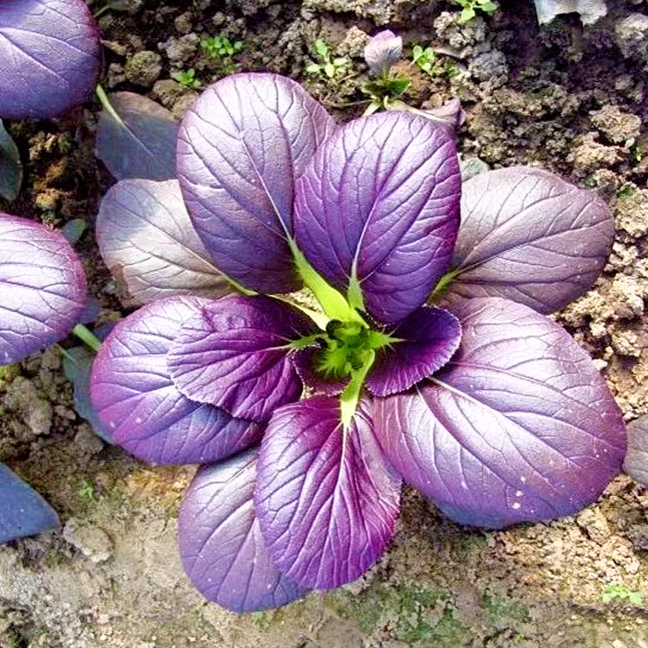 Purple Leaf Rape Seeds