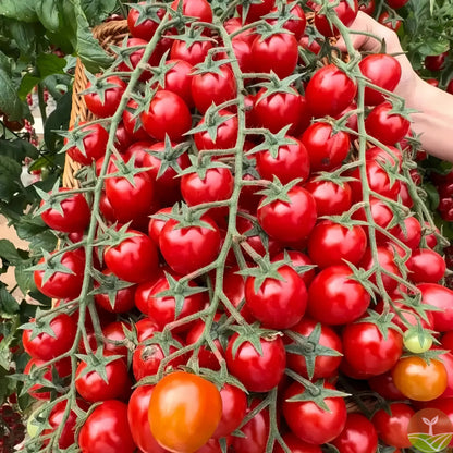 100 pcs|Waterfall Tomato Seeds