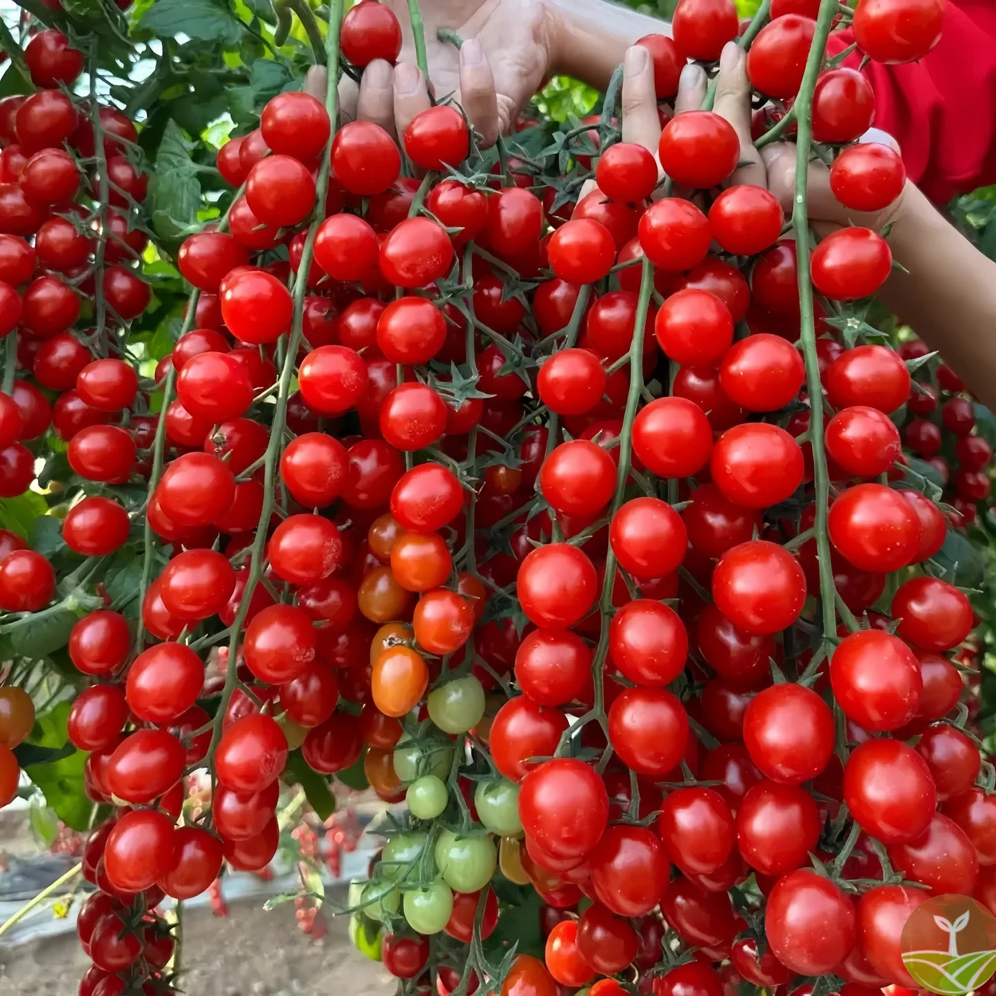 100 pcs|Waterfall Tomato Seeds