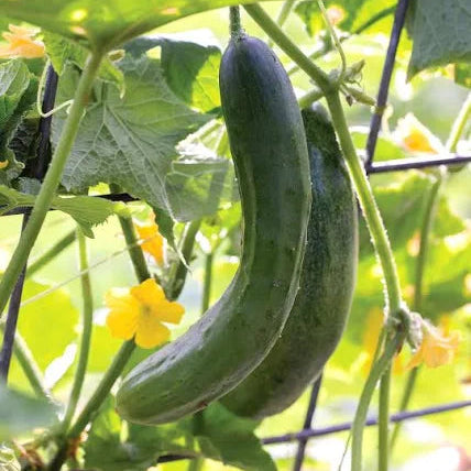 100 pcs|Thorn-less Mini Cucumber Seeds