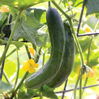 100 pcs|Thorn-less Mini Cucumber Seeds