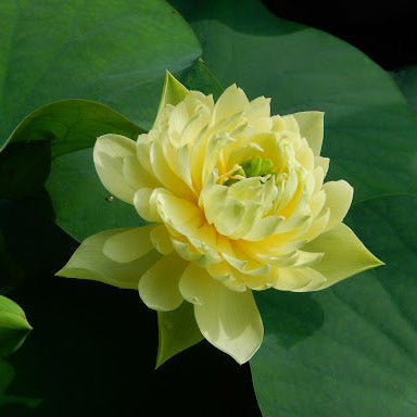 Mixed Pink, Red & Green Color Lotus Seeds  for Indoor Bonsai, Outdoor Ponds and Gardens Seeds
